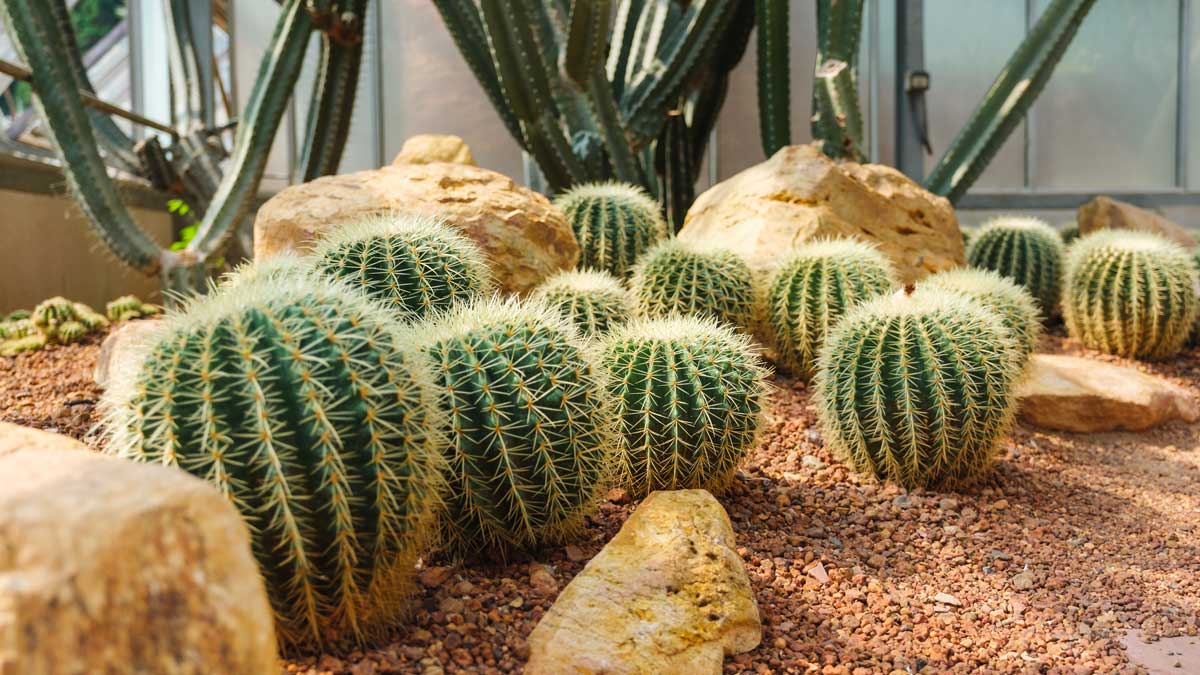 Echinocactus grusonii