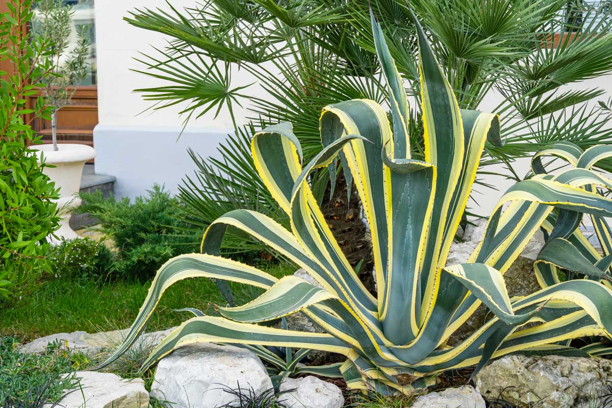 Agave americana