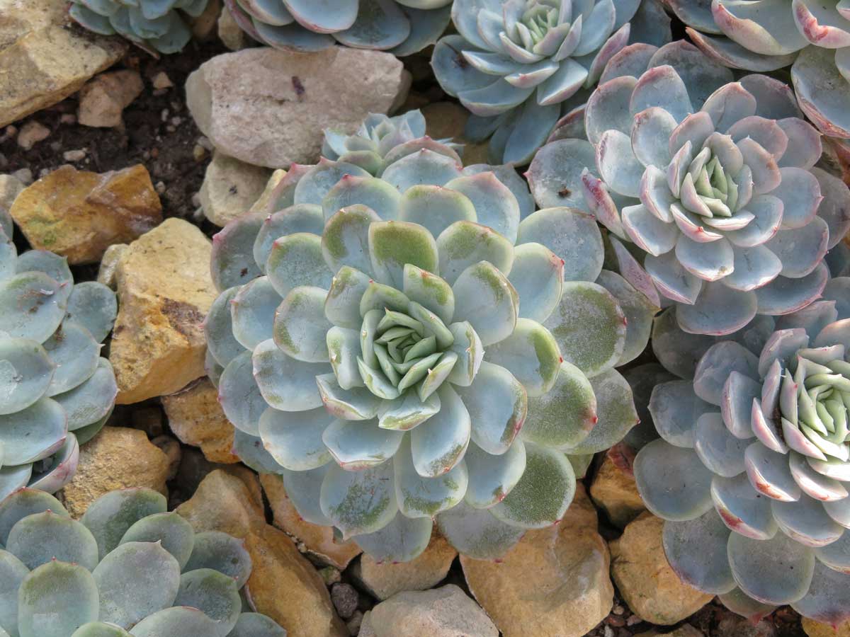 Echeveria elegans