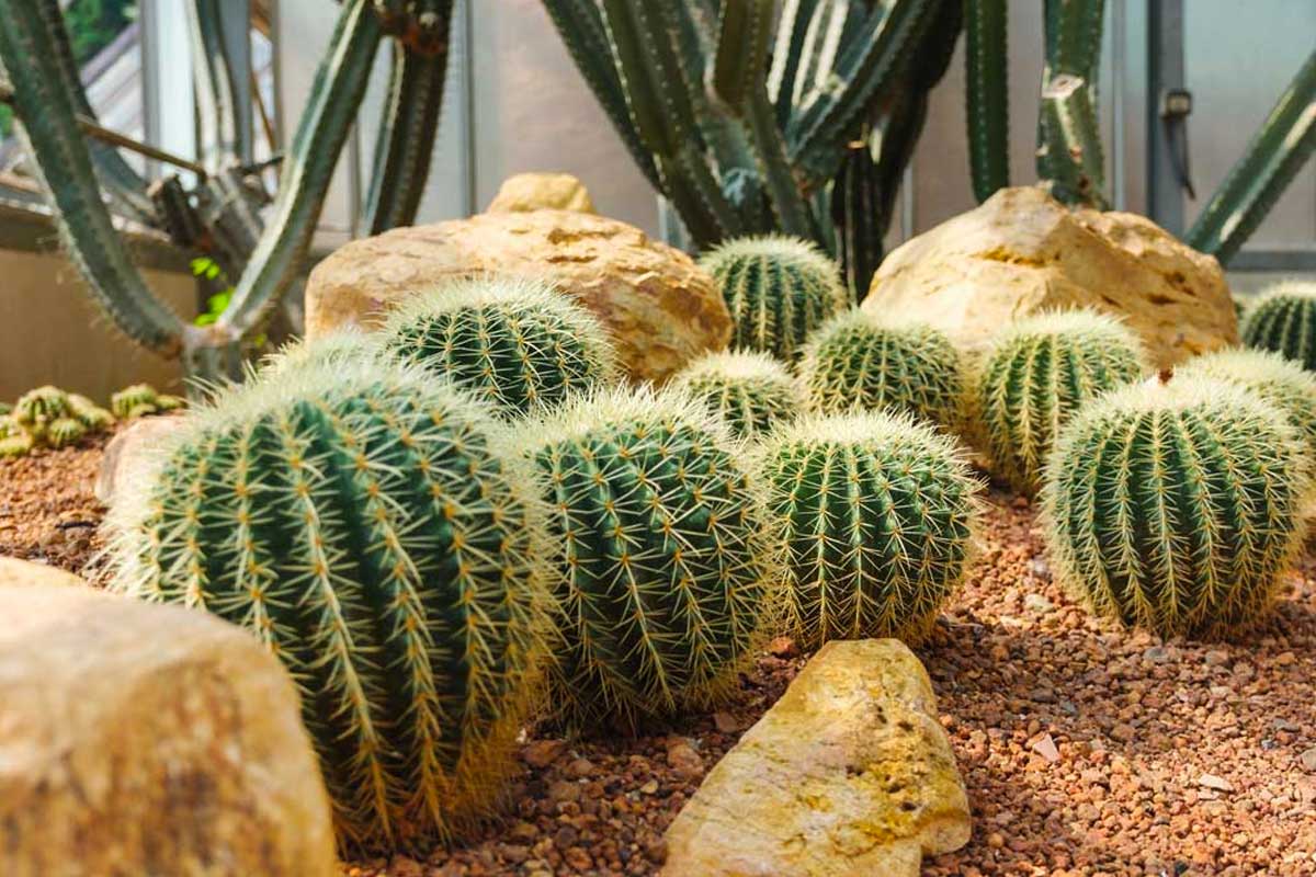 cactus e piante grasse