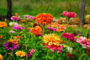 Con questi 6 fiori, le aiuole del vostro giardino saranno sensazionali tutta l’estate: ispiratevi fiori aiuole estate