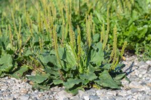 Dimenticate la lavanda! Questa pianta sarà il vostro nuovo alleato contro le zanzare quest'estate piantaggine