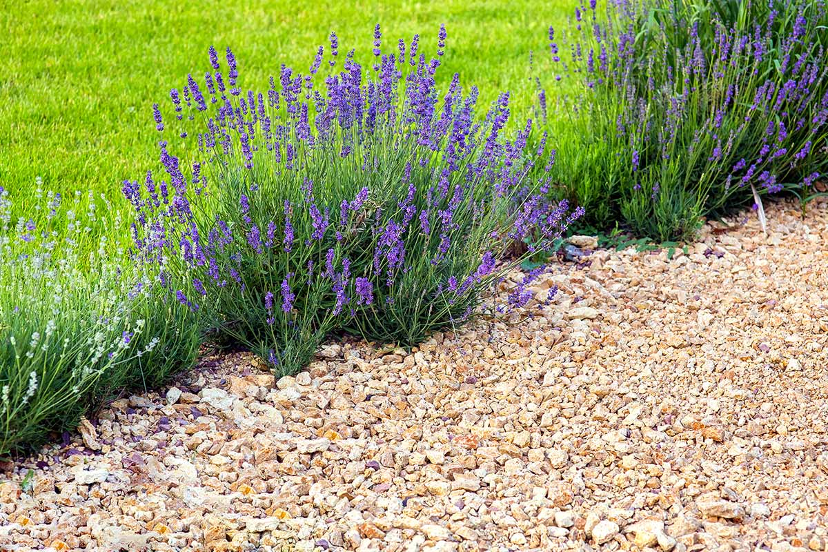 Come curare e potare la lavanda in estate.