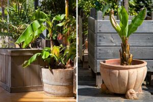 Banano in vaso: il segreto per un giardino dall'atmosfera tropicale pianta di banano in vaso in giardino