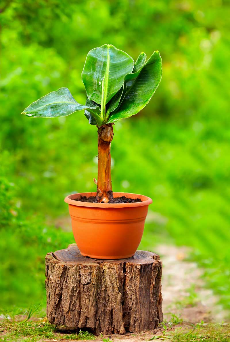 Albero di banano in vaso.