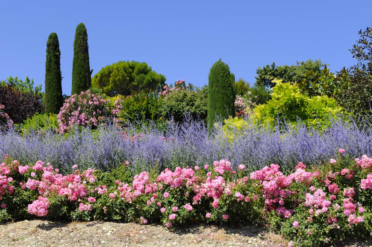 lavanda, giardino in estate