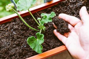 Luglio è il momento perfetto per la talea di queste 5 piante sul tuo balcone 5 piante talee luglio