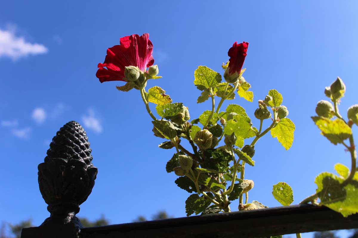 Roses sur balcon.