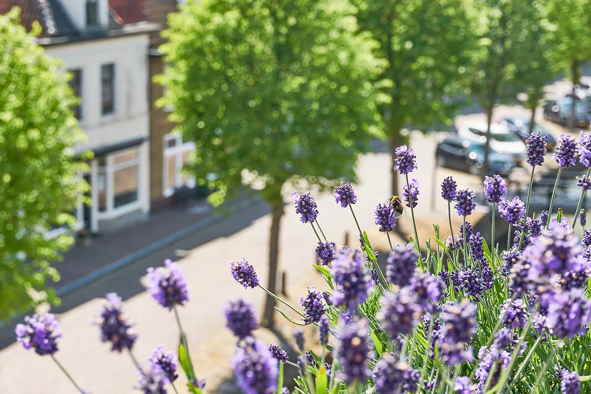 Lavande sur le balcon.