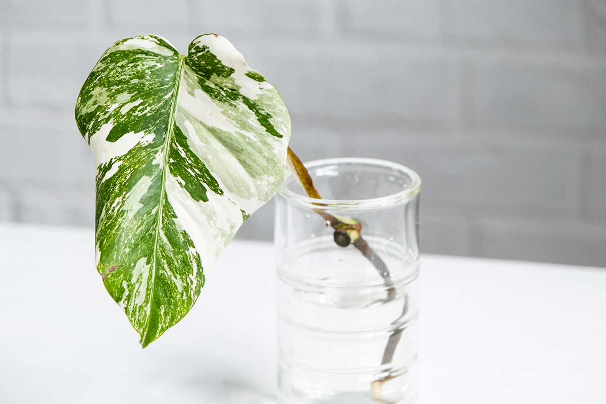 philodendron bouture dans l'eau