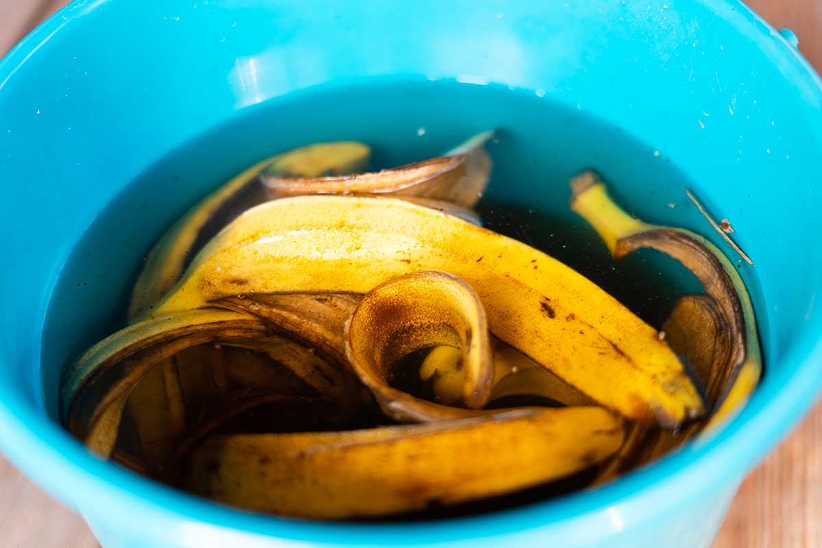 Tè alla buccia di banana, fertilizzante naturale per piante e fiori