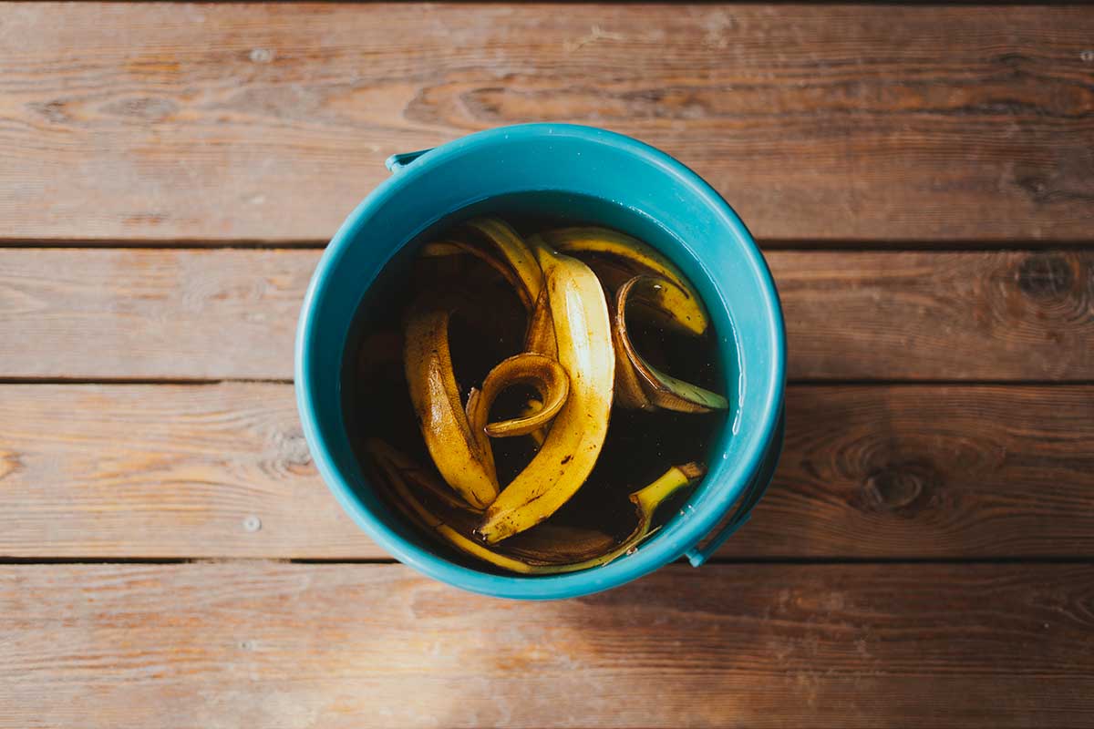 tè alla buccia di banana, fertilizzante naturale