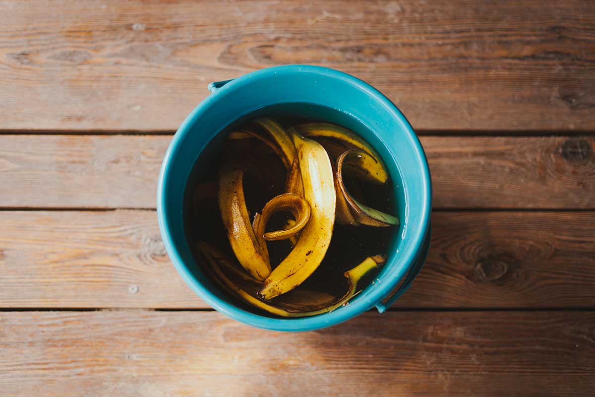 tè alla buccia di banana, fertilizzante naturale