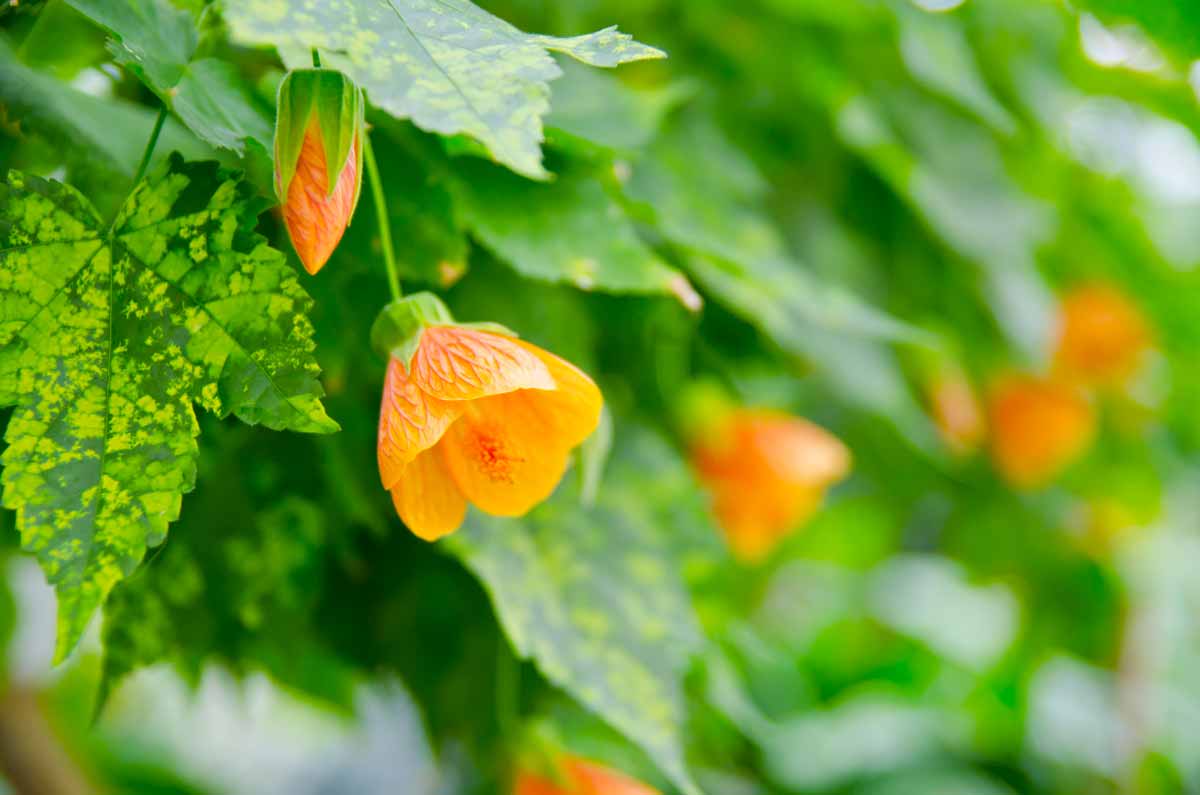 acero da fiore (Abutilon)