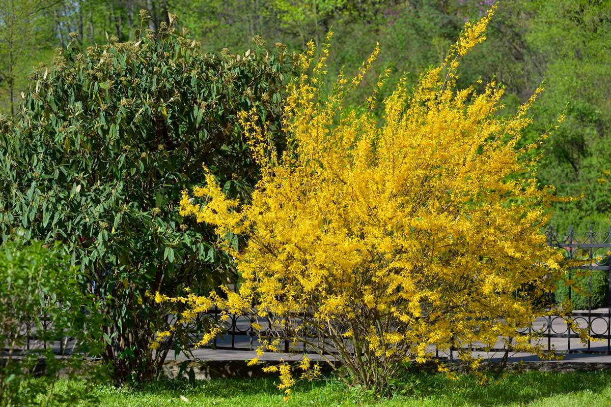 Forsythia, talee