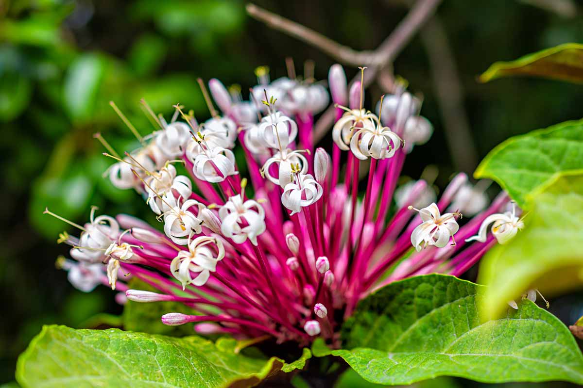 Gloria mattutina (Clerodendrum)