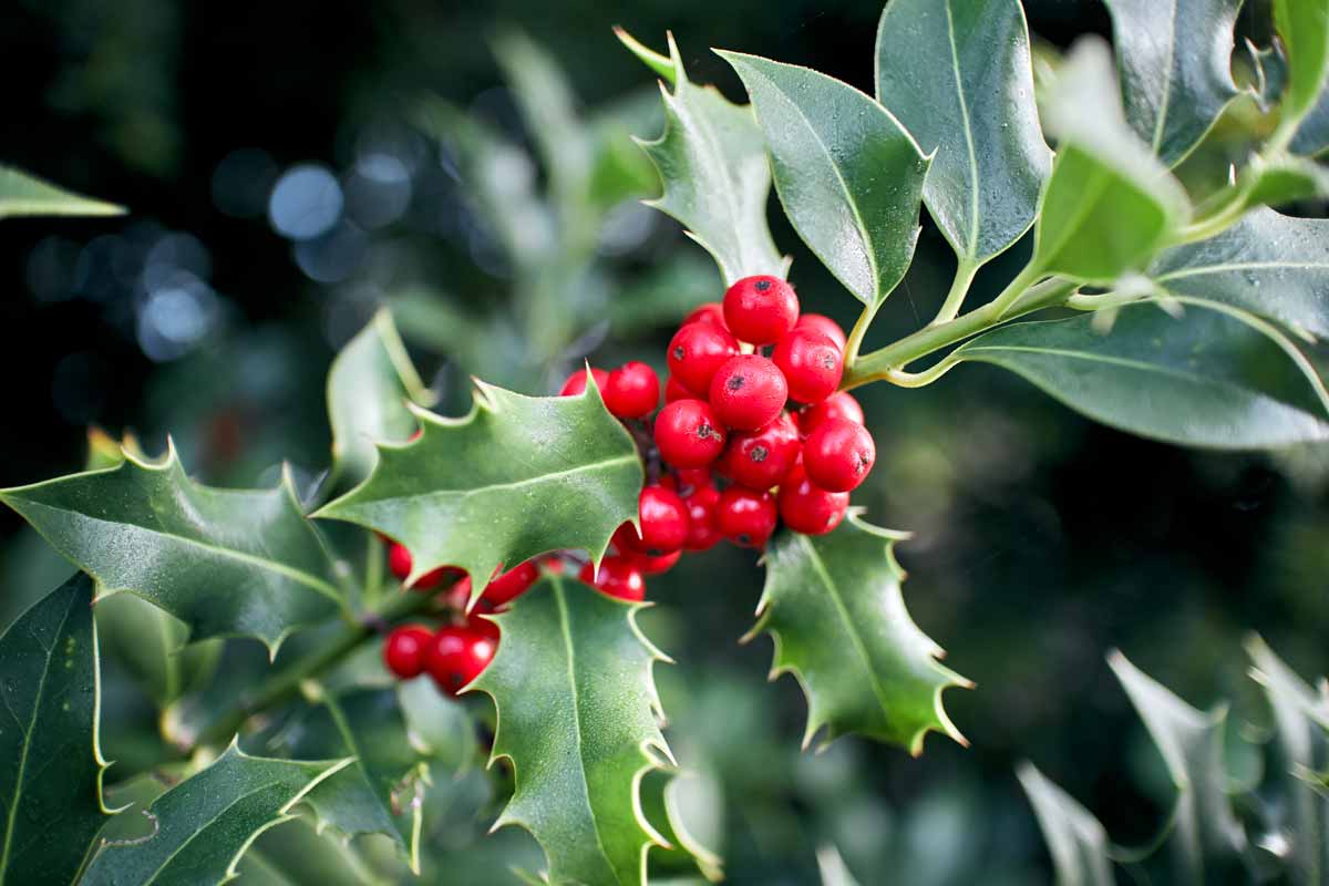 Agrifoglio (Ilex) per talea.