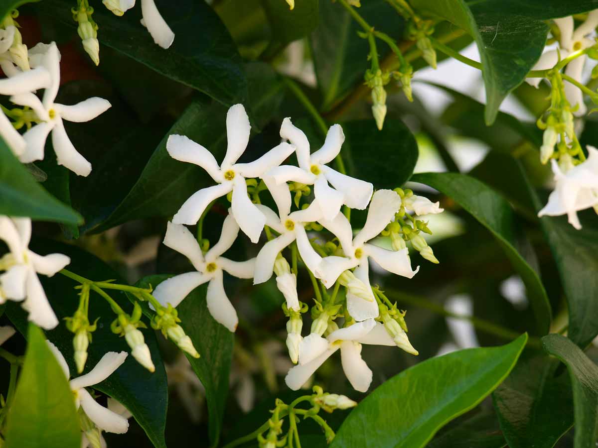 Gelsomino (Jasminum), talee.