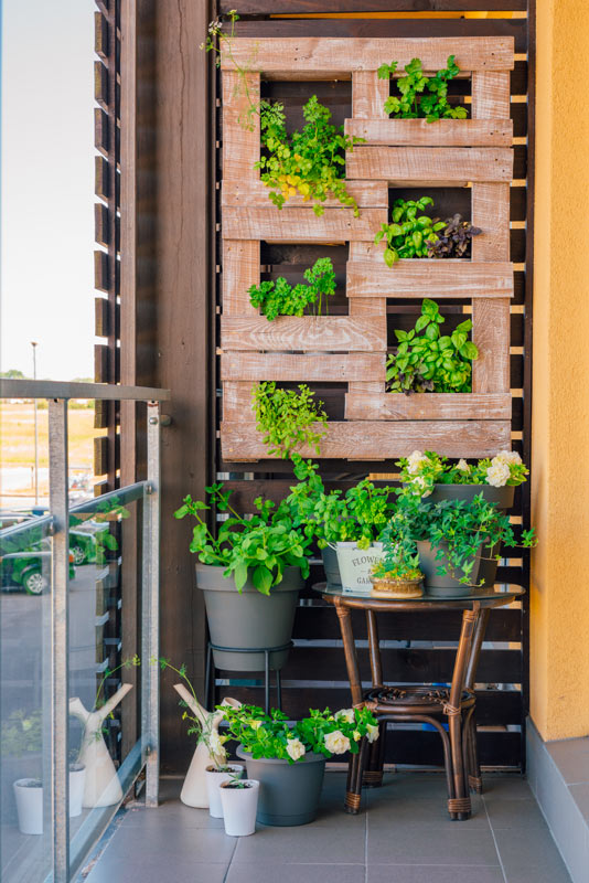Giardino verticale fai-da-te in pallet di legno con piante aromatiche