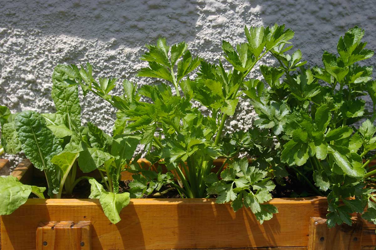 verdure in vaso sul balcone