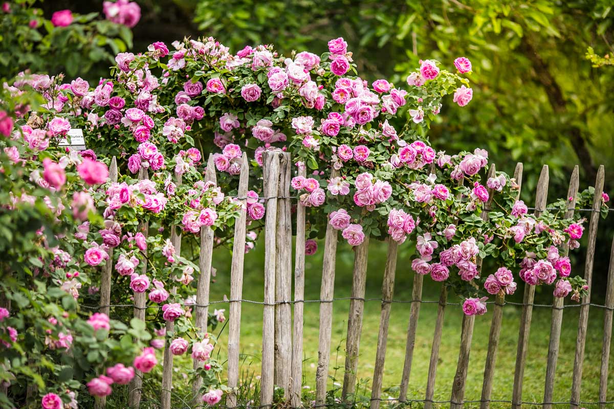 Rose profumate in un giardino