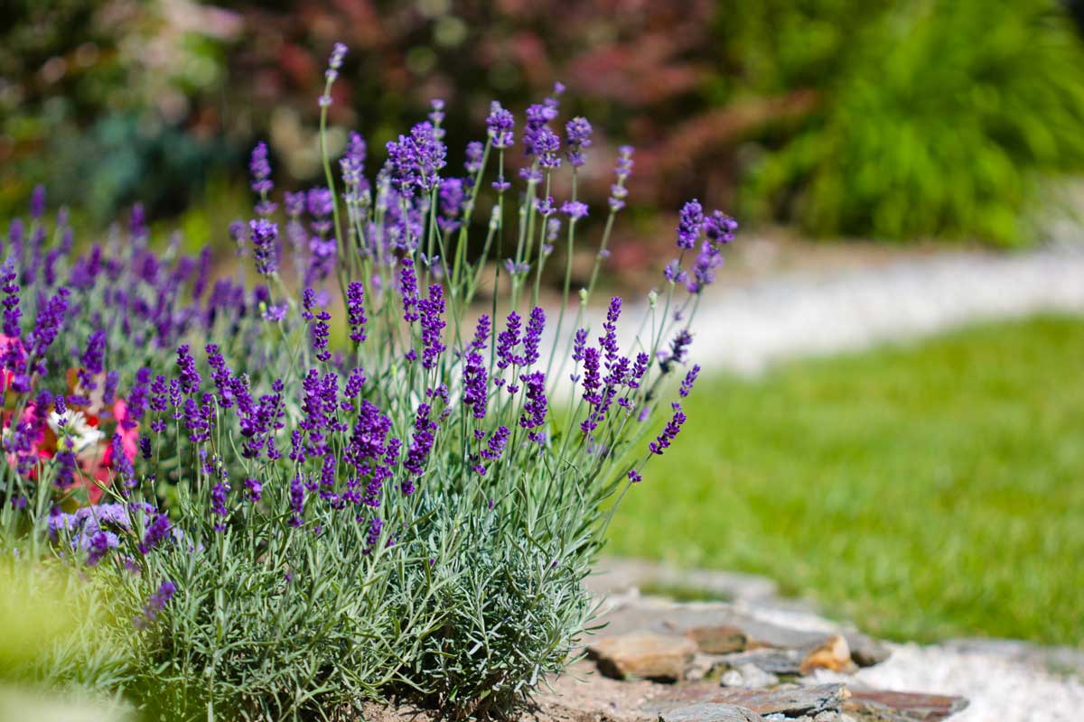 Lavanda profumata da giardino.