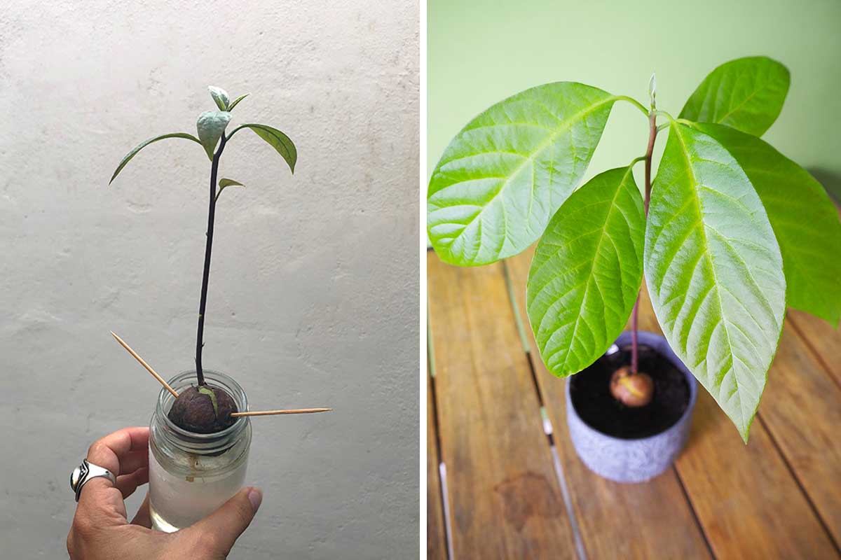 Coltivazione albero di avocado da un nocciolo.