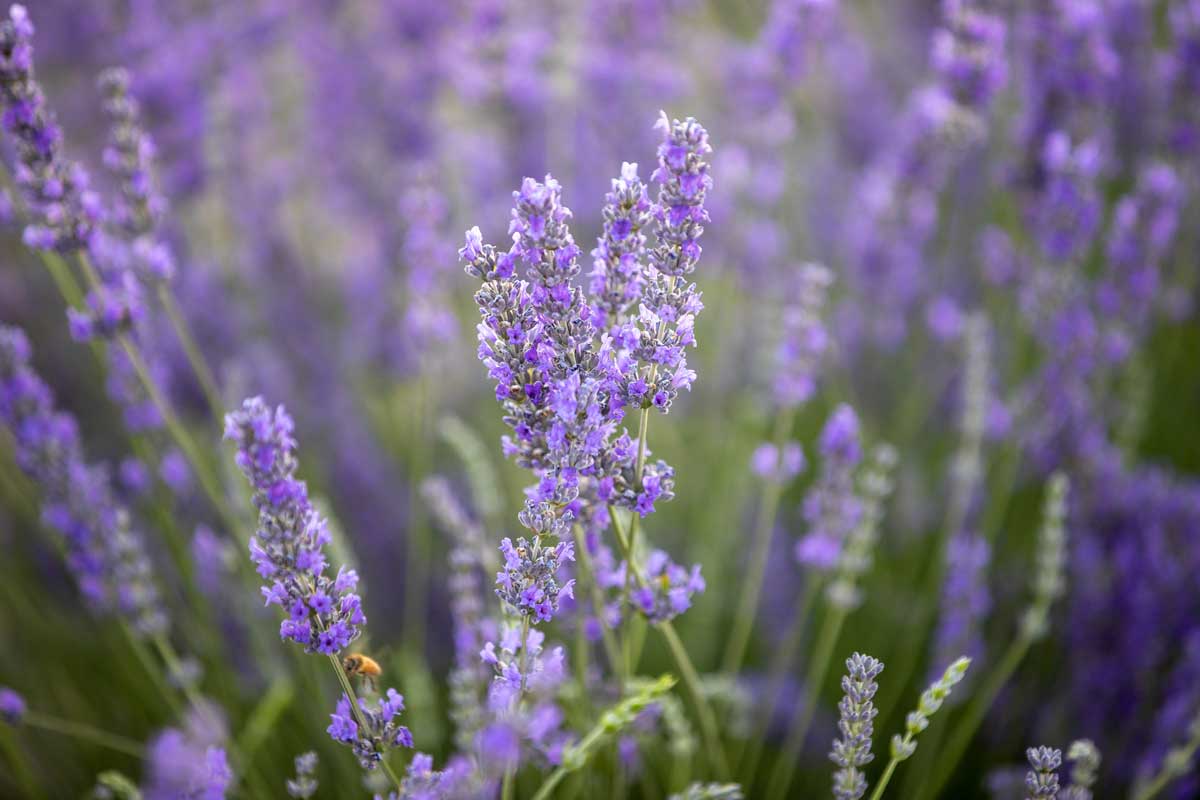 Coltivazione della lavanda.