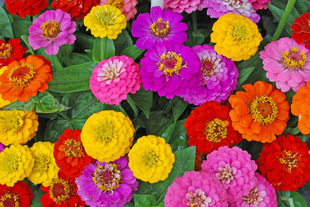 Zinnie, fiori colorati in estate.