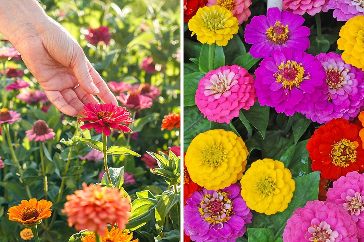 Zinnia, fiori da giardino in estate