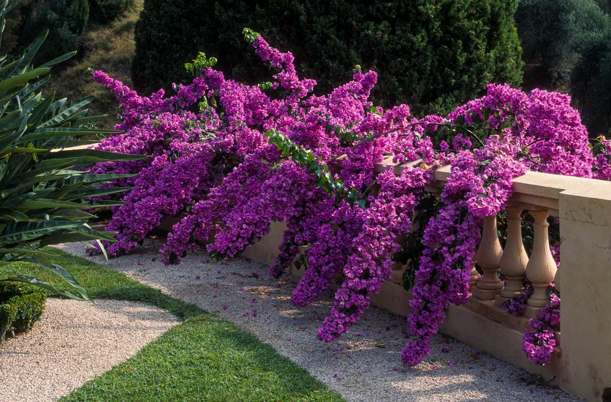 magnifiche bouganville, piante mediterranee