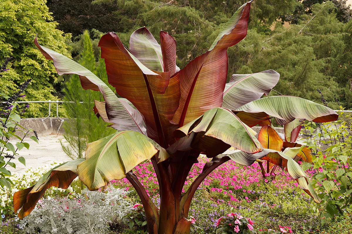 Albero di banano rosso in un giardino.