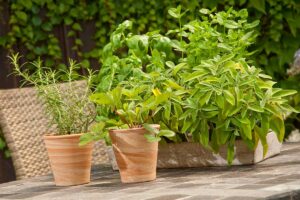 8 piante da coltivare in vaso o in giardino per allontanare le zanzare da casa tua Piante antizanzare
