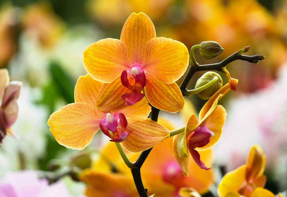 Orchidea Phalaenopsis giallo, arancione