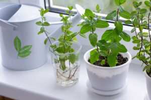 La top 5 delle erbe aromatiche che crescono meglio da talea erbe aromatiche facili da propagare per talea