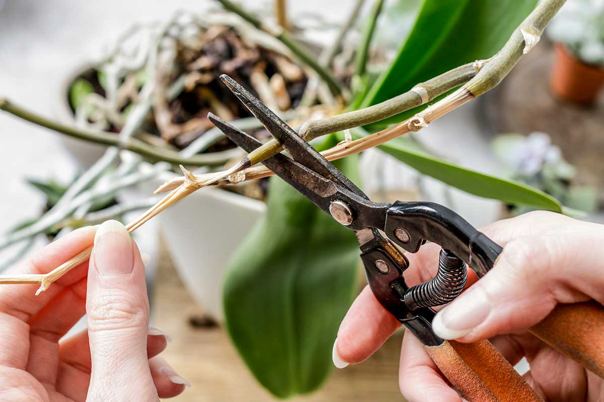 taglio delle radici delle orchidee