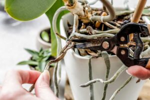 Orchidee: 6 errori fatali da evitare assolutamente quando si tagliano le radici taglio delle radici delle orchidee