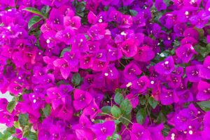 4 concimi naturali per una bouganville smagliante: i segreti di una fioritura abbondante Concimi naturali per una bouganville