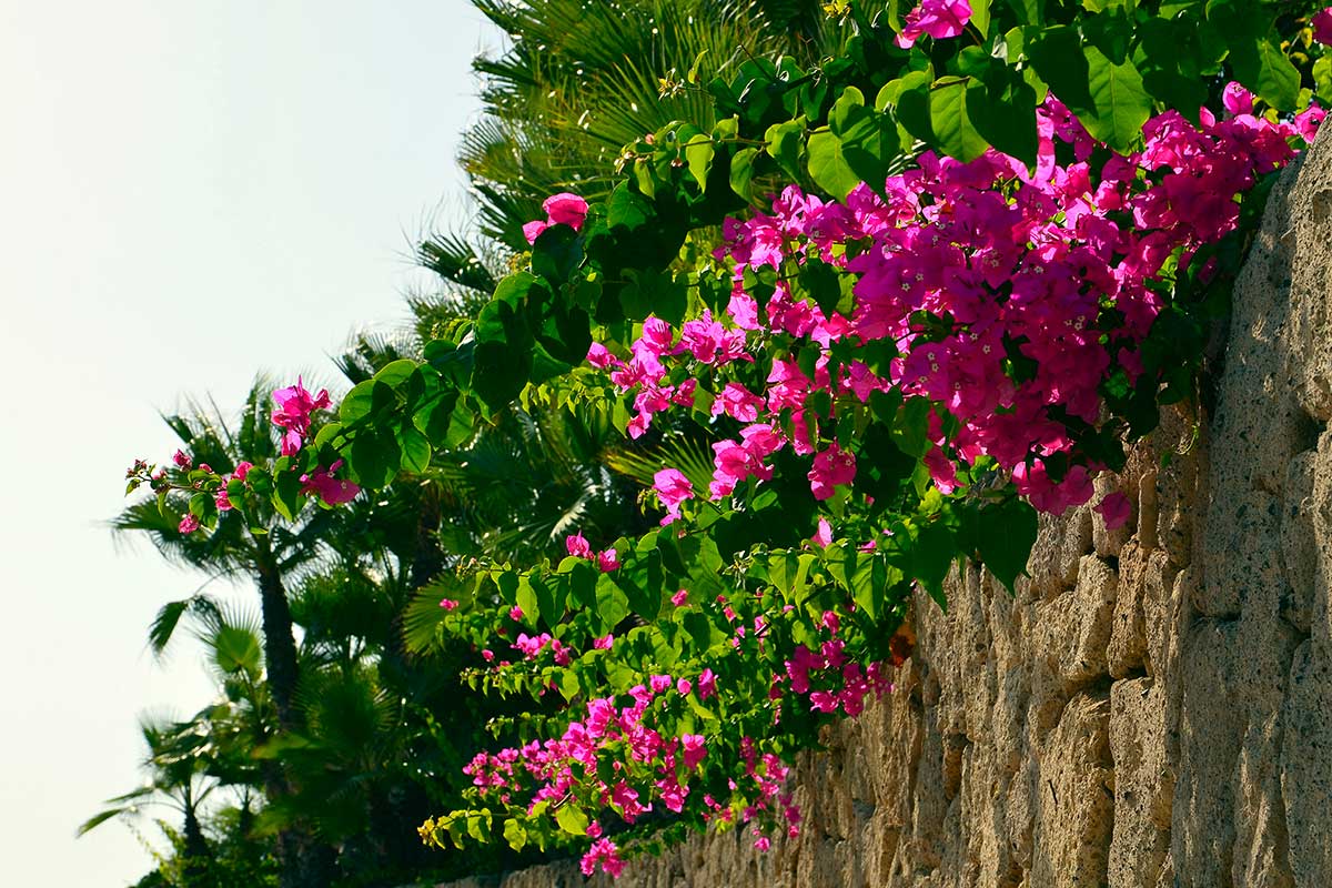 concimi naturali per bouganville