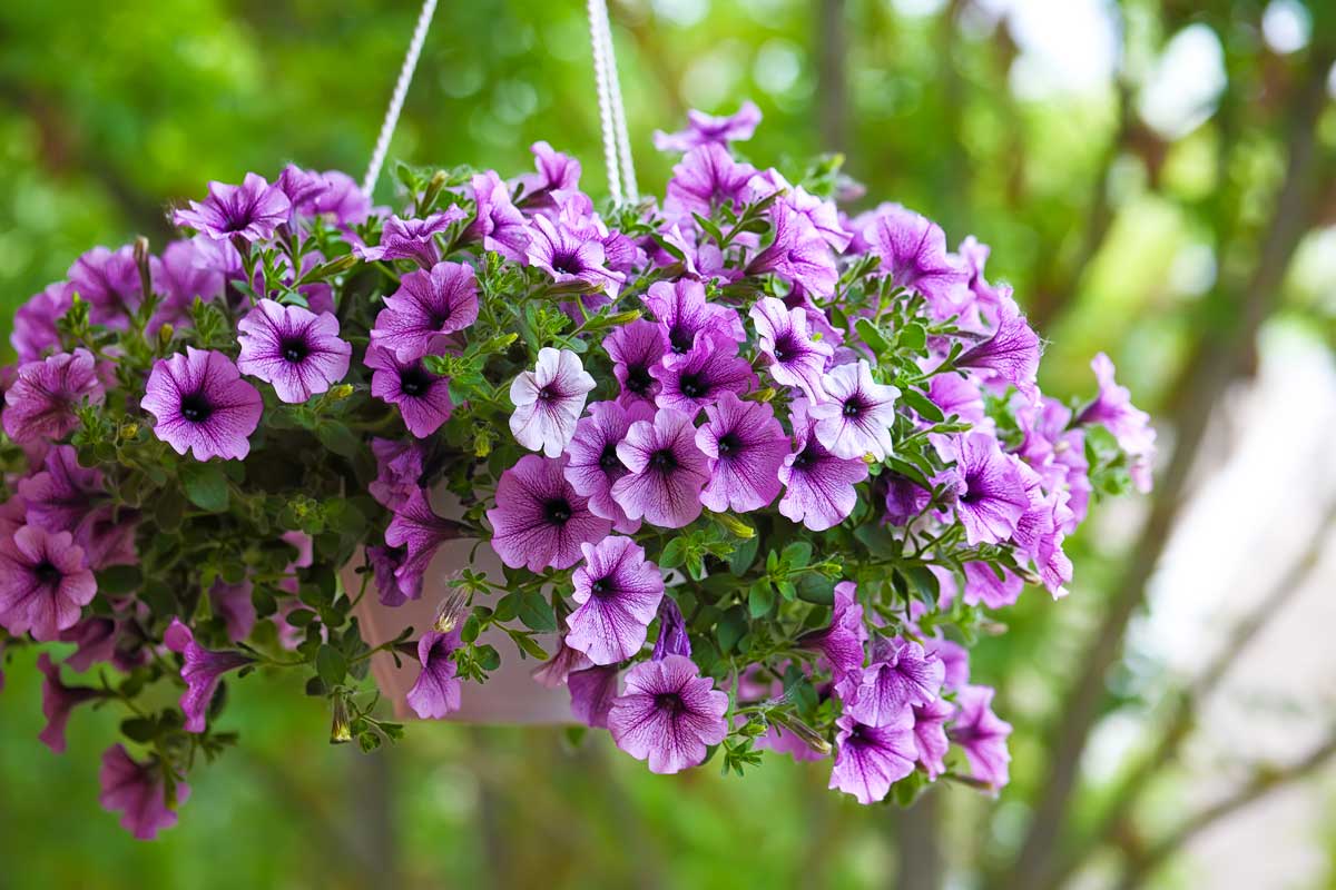 fiori perfetti per illuminare il tuo balcone soleggiato