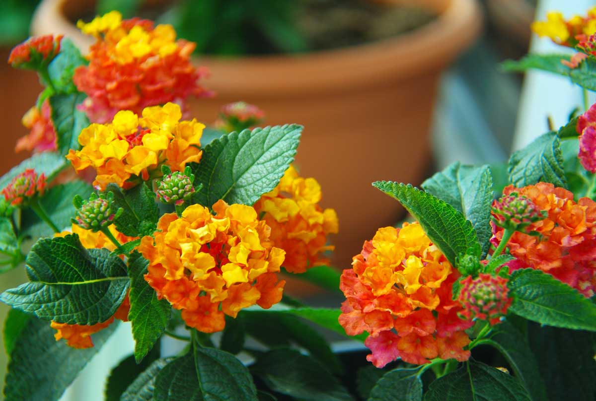 La Lantana