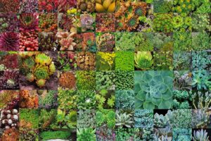 Trasformare un angolo del giardino in una suggestiva aiuola rocciosa a luglio: la guida completa aiuola rocciosa a luglio
