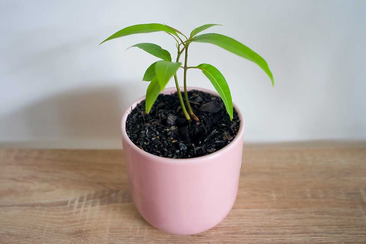 piccolo albero di mango in vaso