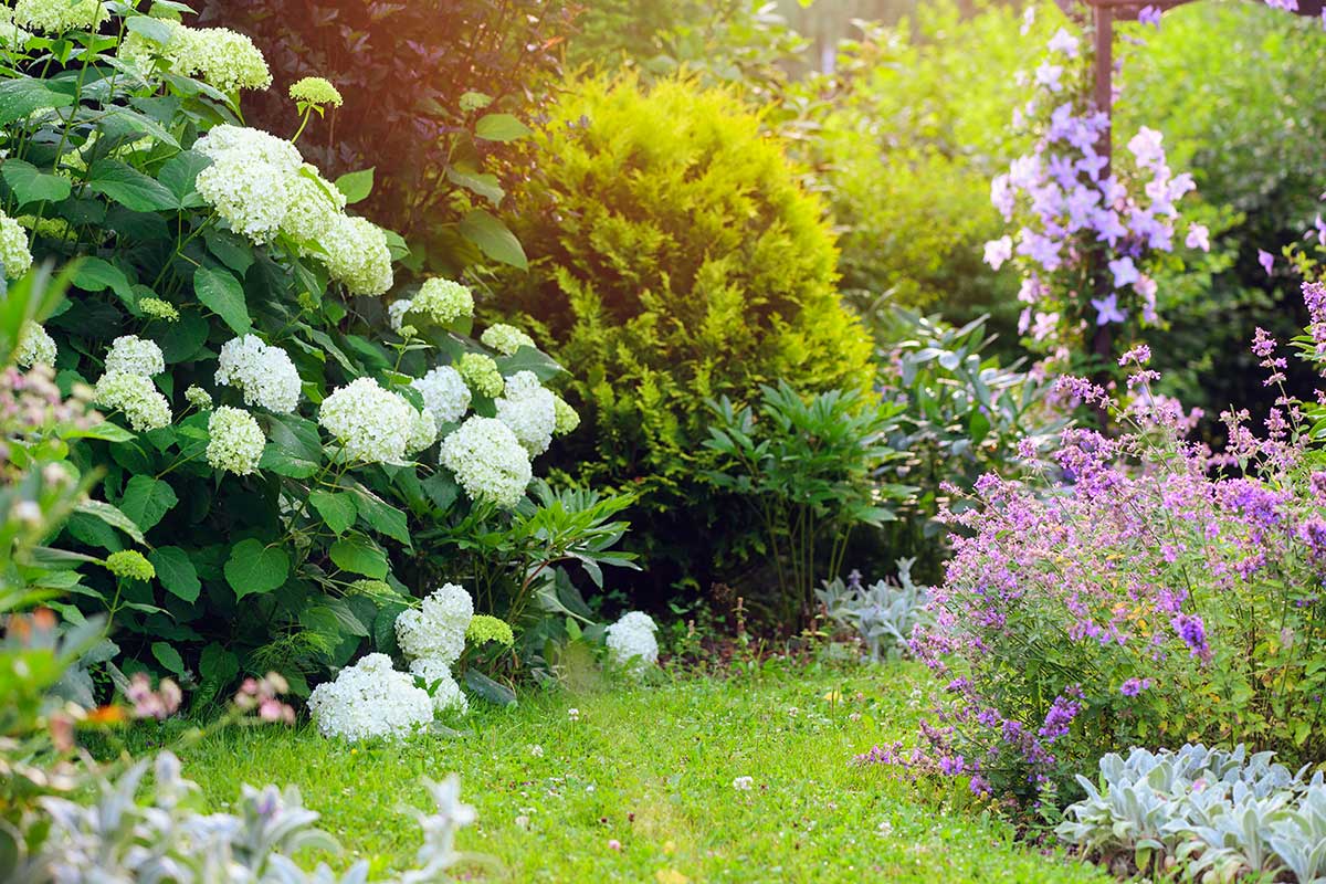 fiori giardino ombra estate