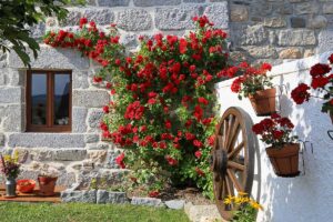 10 varietà di piante compagne per sublimare le vostre rose: lasciatevi ispirare piante da compagnia per le rose