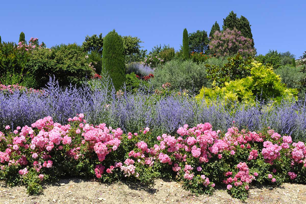 rose e lavanda