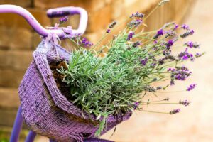 Lavanda: il profumo ammaliante dell'estate incarnato in un fiore La lavanda.