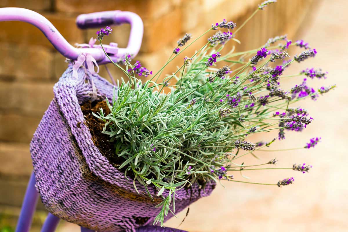 La lavanda.