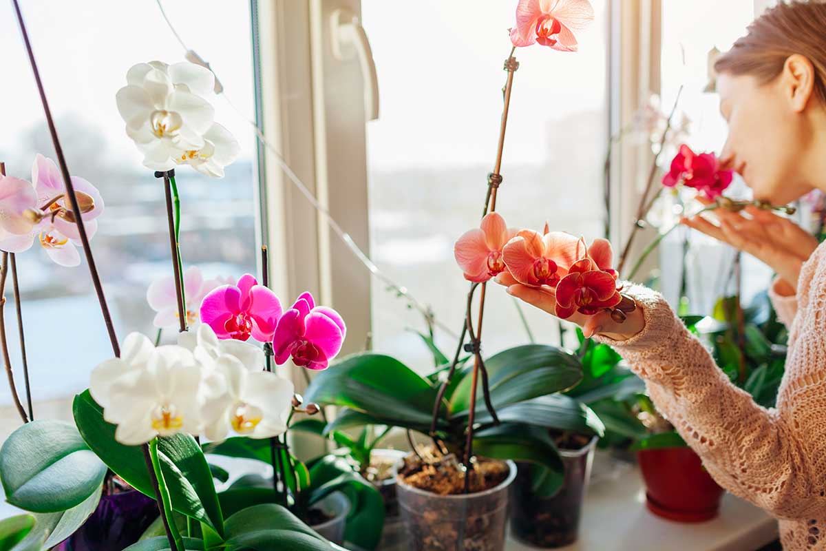 Orchidee in vaso, segreti di manutenzione.