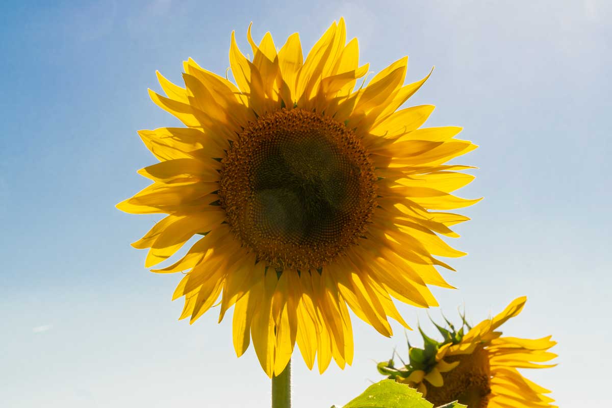 Girasole, il gigante del giardino